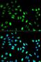 Mitotic Arrest Deficient 1 Like 1 antibody, LS-C331300, Lifespan Biosciences, Immunofluorescence image 