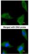 Coenzyme A Synthase antibody, NBP1-32649, Novus Biologicals, Immunofluorescence image 