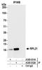 Ribosomal Protein L21 antibody, A305-032A, Bethyl Labs, Immunoprecipitation image 