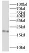 60S ribosomal protein L11 antibody, FNab07410, FineTest, Western Blot image 