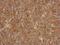 Actin Related Protein T1 antibody, PA5-31691, Invitrogen Antibodies, Immunohistochemistry frozen image 