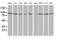Striatin Interacting Protein 1 antibody, MA5-25392, Invitrogen Antibodies, Western Blot image 