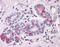 Neuroplastin antibody, orb94815, Biorbyt, Immunohistochemistry paraffin image 