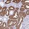 Wnt Family Member 2B antibody, NBP2-32562, Novus Biologicals, Immunohistochemistry frozen image 