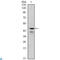 GATA Binding Protein 1 antibody, LS-C812613, Lifespan Biosciences, Western Blot image 