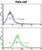 Actin Related Protein 2/3 Complex Subunit 1A antibody, abx032845, Abbexa, Immunohistochemistry frozen image 