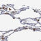Fructose-Bisphosphatase 2 antibody, HPA012513, Atlas Antibodies, Immunohistochemistry frozen image 