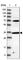 Protein Phosphatase 1 Regulatory Subunit 3C antibody, HPA027041, Atlas Antibodies, Western Blot image 