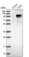 IQ Motif Containing E antibody, PA5-54008, Invitrogen Antibodies, Western Blot image 