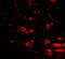 Regulator Of Calcineurin 2 antibody, 5051, ProSci, Immunofluorescence image 