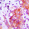 Glutamate Decarboxylase 1 antibody, LS-C352222, Lifespan Biosciences, Immunohistochemistry frozen image 