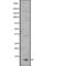 Pyrin domain-containing protein 1 antibody, PA5-67904, Invitrogen Antibodies, Western Blot image 