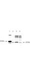 Diablo IAP-Binding Mitochondrial Protein antibody, A03790, Boster Biological Technology, Western Blot image 