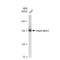 Integrin Subunit Alpha 2 antibody, GTX02835, GeneTex, Western Blot image 