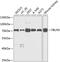 DANCE antibody, GTX64424, GeneTex, Western Blot image 