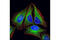 Tubulin Alpha 1b antibody, 2125S, Cell Signaling Technology, Immunofluorescence image 