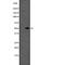 Tubulin Beta 1 Class VI antibody, abx219168, Abbexa, Western Blot image 