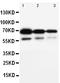 CD34 antibody, PA1334, Boster Biological Technology, Western Blot image 