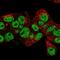 Prospero Homeobox 1 antibody, NBP2-55222, Novus Biologicals, Immunofluorescence image 