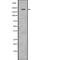 Tumor suppressor p53-binding protein 1 antibody, PA5-67513, Invitrogen Antibodies, Western Blot image 