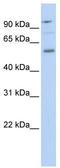 TEA Domain Transcription Factor 1 antibody, TA329228, Origene, Western Blot image 