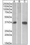 Chymase 1 antibody, NBP1-52386, Novus Biologicals, Western Blot image 