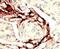Serine/Threonine Kinase 11 antibody, PA5-14072, Invitrogen Antibodies, Immunohistochemistry frozen image 