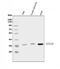 Annexin A8 antibody, A08645, Boster Biological Technology, Western Blot image 