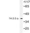 Tyrosine 3-Monooxygenase/Tryptophan 5-Monooxygenase Activation Protein Eta antibody, LS-B13272, Lifespan Biosciences, Western Blot image 