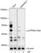 Protein Tyrosine Phosphatase Non-Receptor Type 6 antibody, A00938Y564, Boster Biological Technology, Western Blot image 