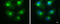 BICD Cargo Adaptor 2 antibody, GTX631994, GeneTex, Immunocytochemistry image 