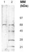 COX2 antibody, ALX-804-485-C100, Enzo Life Sciences, Western Blot image 