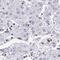 Rho Guanine Nucleotide Exchange Factor 5 antibody, HPA044188, Atlas Antibodies, Immunohistochemistry frozen image 