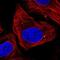 DMRT Like Family A1 antibody, NBP2-56469, Novus Biologicals, Immunofluorescence image 