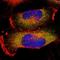 Stomatin antibody, NBP1-88562, Novus Biologicals, Immunofluorescence image 