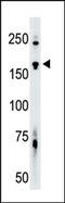 TRAF2 And NCK Interacting Kinase antibody, AP14871PU-N, Origene, Western Blot image 