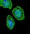 Eukaryotic Translation Initiation Factor 2 Subunit Alpha antibody, LS-B11819, Lifespan Biosciences, Immunofluorescence image 