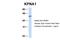 Karyopherin Subunit Alpha 1 antibody, 26-909, ProSci, Enzyme Linked Immunosorbent Assay image 