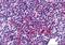 Zinc Finger Protein 687 antibody, A10784, Boster Biological Technology, Immunohistochemistry frozen image 