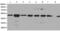 Actin Related Protein 3 antibody, TA324284, Origene, Western Blot image 