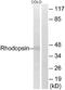 Rhodopsin antibody, A30435, Boster Biological Technology, Western Blot image 