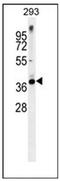 Syntaxin 16 antibody, AP54087PU-N, Origene, Western Blot image 