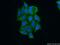 N-acetylglucosamine-6-sulfatase antibody, 13044-1-AP, Proteintech Group, Immunofluorescence image 