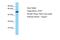 Cytochrome P450 Family 2 Subfamily F Member 1 antibody, A30065, Boster Biological Technology, Western Blot image 