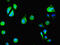 Dual Specificity Tyrosine Phosphorylation Regulated Kinase 4 antibody, LS-C379867, Lifespan Biosciences, Immunofluorescence image 