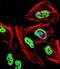 Tripartite Motif Containing 28 antibody, PA5-35079, Invitrogen Antibodies, Immunofluorescence image 