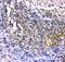 C-Terminal Src Kinase antibody, LS-C343964, Lifespan Biosciences, Immunohistochemistry paraffin image 