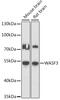 WASP Family Member 3 antibody, 16-520, ProSci, Western Blot image 