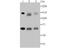 DNA ligase antibody, NBP2-75473, Novus Biologicals, Western Blot image 