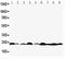 BAX antibody, PA1013-1, Boster Biological Technology, Western Blot image 